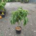 Mini nektarinka stĺpovitá (Prunus Nucipersica ) ´GARDEN BEAUTY´, výška: 80-100 cm, obvod kmeňa: 8/10 cm, kont.C10L 